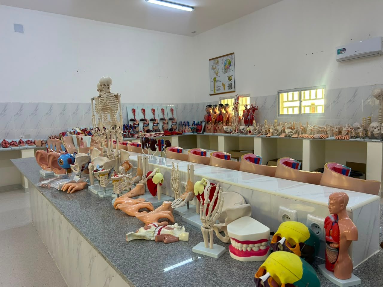 Bancada do laboratório de anatomia do ISPRL com esqueleto e peças anatómicas