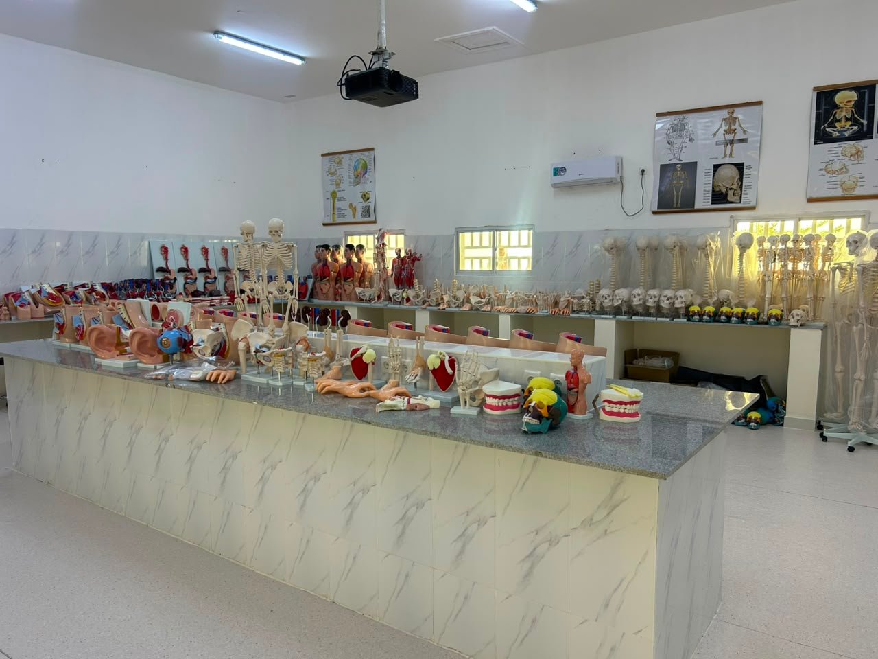 Vista geral do laboratório de anatomia do ISPRL com esqueletos e modelos didácticos