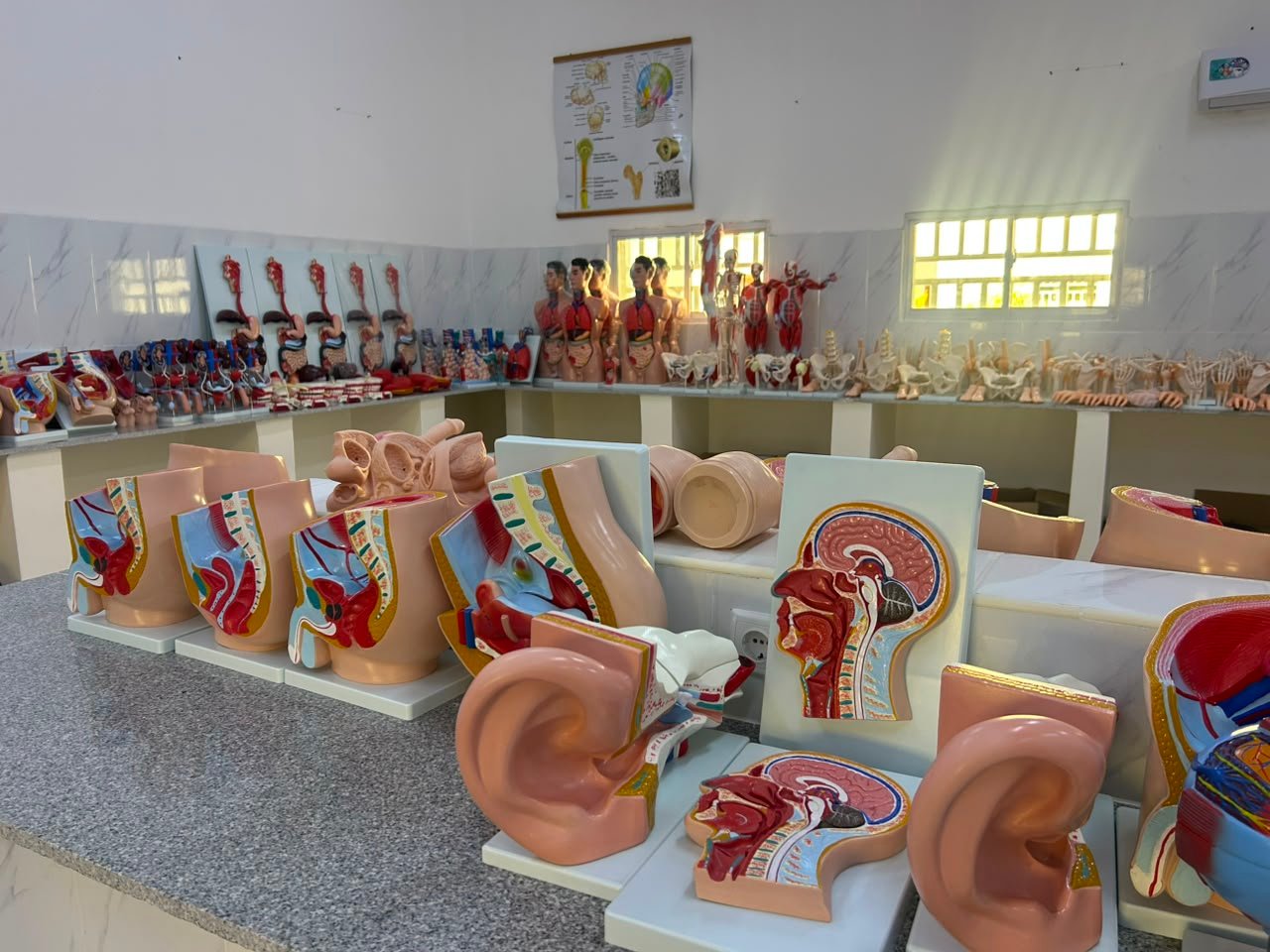 Modelos anatómicos de crânio, ouvido e órgãos no laboratório de anatomia do ISPRL